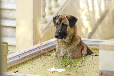 Portrait of dog looking away