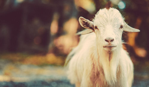 Close-up portrait of goat