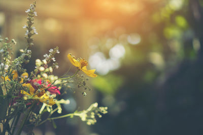 Close-up of yellow flowering plant