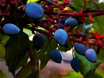 Close-up of fruits growing on tree