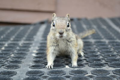 Close-up portrait of squirrel on footpath