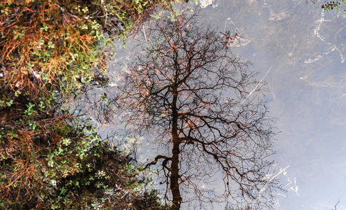 High angle view of trees by lake in forest