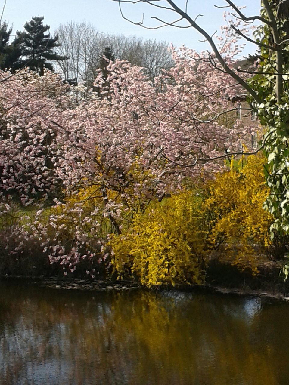 tree, flower, growth, branch, nature, freshness, beauty in nature, built structure, season, blossom, autumn, day, building exterior, tranquility, architecture, plant, fragility, outdoors, no people, cherry blossom