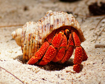 Close-up of a brightly red colored hermit crab carrying a snail shell for protection on the beach