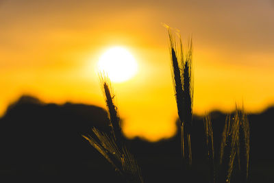 Close-up of stalks against sky at sunset