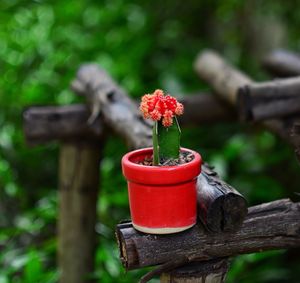 Close-up of red flower against blurred background