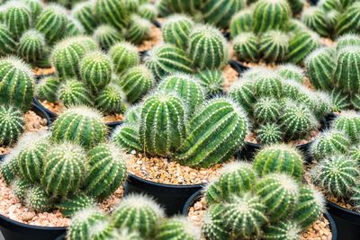 Beautiful cactus in flowerpot with sunlight for background and texture.