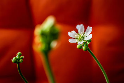 A collection of three venus flytrap flowers with one blooming in the background