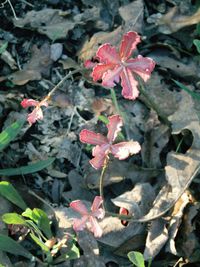 Close up of red flowers