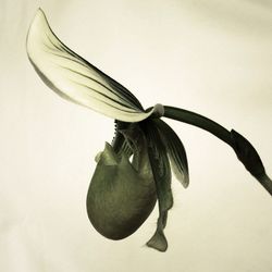 Close-up of flower over white background