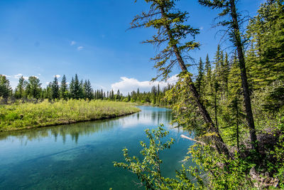 Scenic view of lake by trees against blue sky