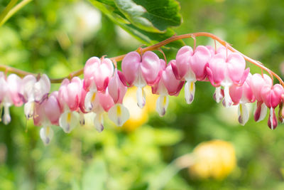 Close-up of pink flowering plants