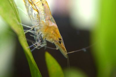 Close-up of spider