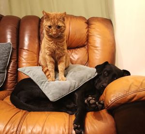 Cat sat on a dog