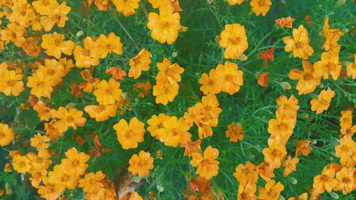 Full frame shot of yellow flowers blooming outdoors