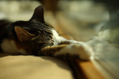 Close-up of cat lying on bed