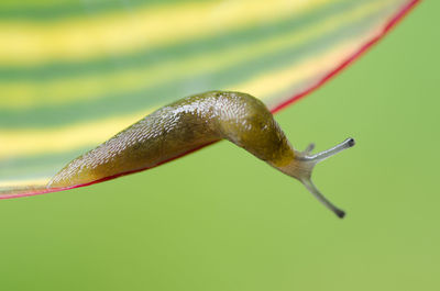 Close-up of slug