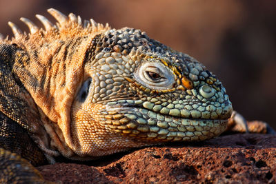 Galapagos land iguana sun basking, ecuador