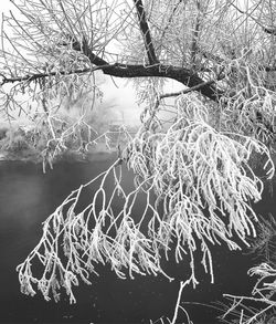 Bare tree by frozen lake