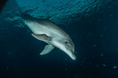 One dolphin swimming with divers in the red sea, eilat israel a.e