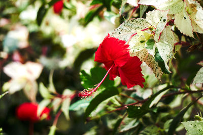 Close-up of pink flowers