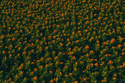 Full frame shot of flowering plants on field