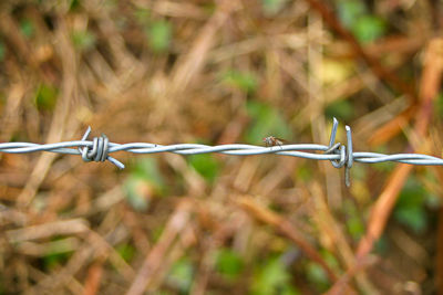 Close-up of barbed wire