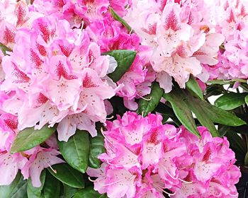 Close-up of pink flowers