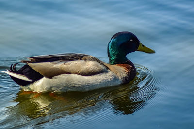 Close-up of a duck in rippled water