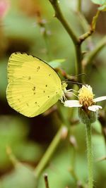 Close-up of butterfly pollinating flower