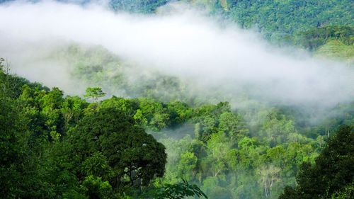 Scenic view of forest