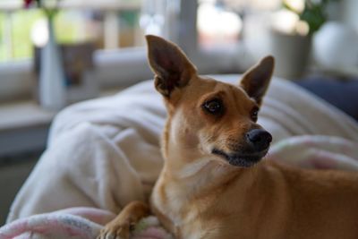 Portrait of dog looking away