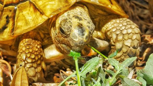 Close-up of turtle