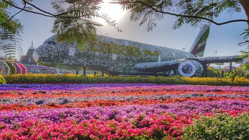 View of purple flowering plants in garden