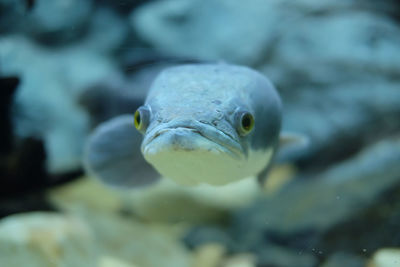 Close-up of fish swimming in sea