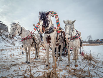 Horse standing on snow