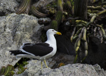 Seagull perching on rock