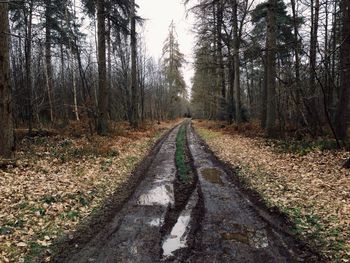 Wet dirt road in forest