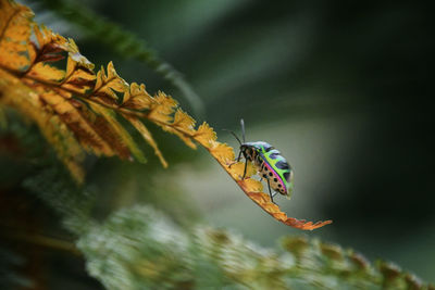 Close-up of butterfly pollinating