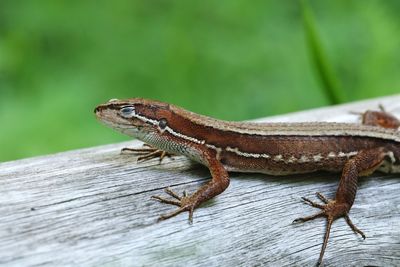 Close-up of lizard on wood