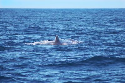 View of whale swimming in sea