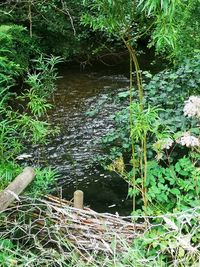 Plants growing on land by lake in forest