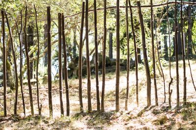 Bamboo trees in forest