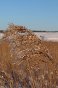 Close-up of wheat growing on field against sky