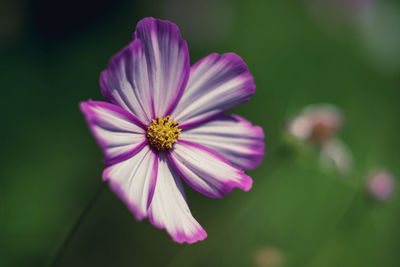 Close-up of pink cosmos flower