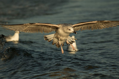 Close-up of bird flying over sea