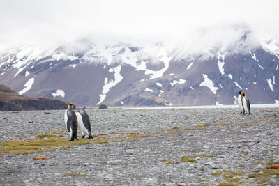 Penguins perching on land against snowcapped mountains