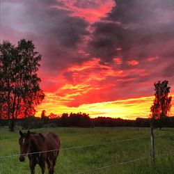 Cows grazing on field against sky during sunset