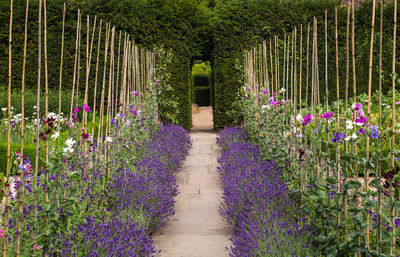 Flowers blooming in botanical garden