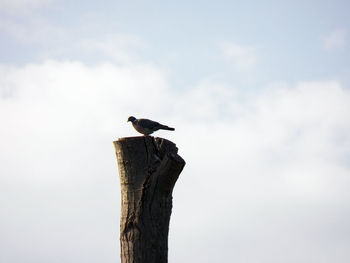 Bird perching on wooden post
